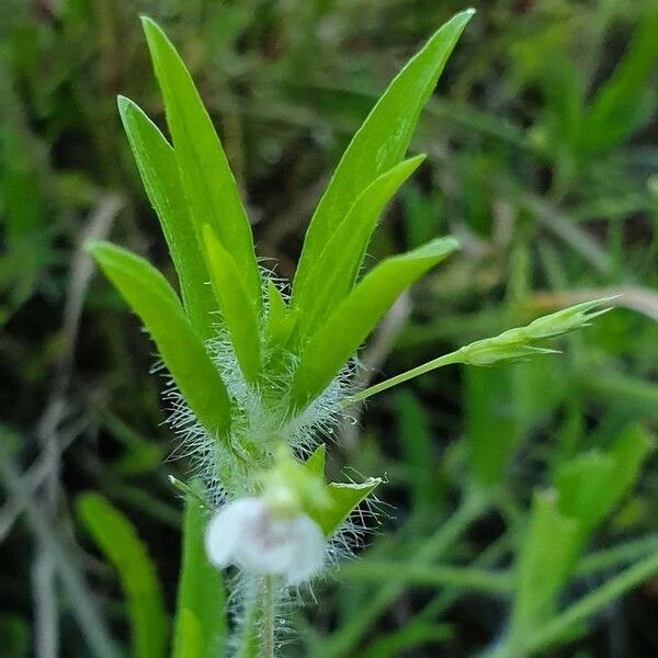 Justicia calyculata ᱥᱟᱠᱟᱢ