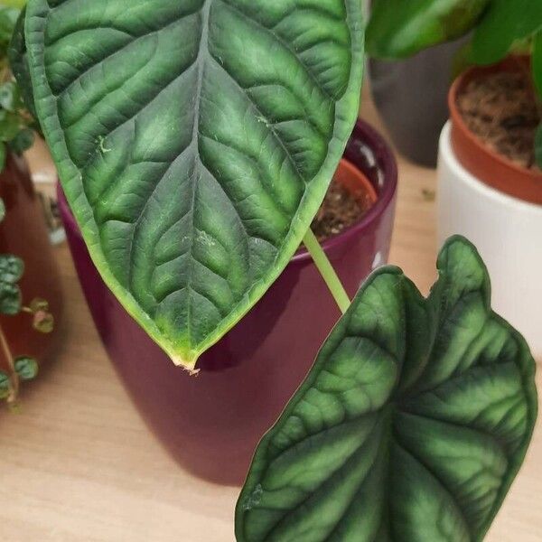 Alocasia baginda Feuille