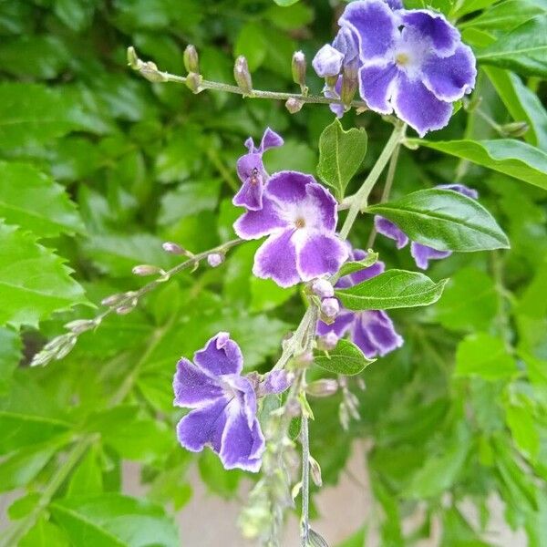 Duranta erecta Λουλούδι