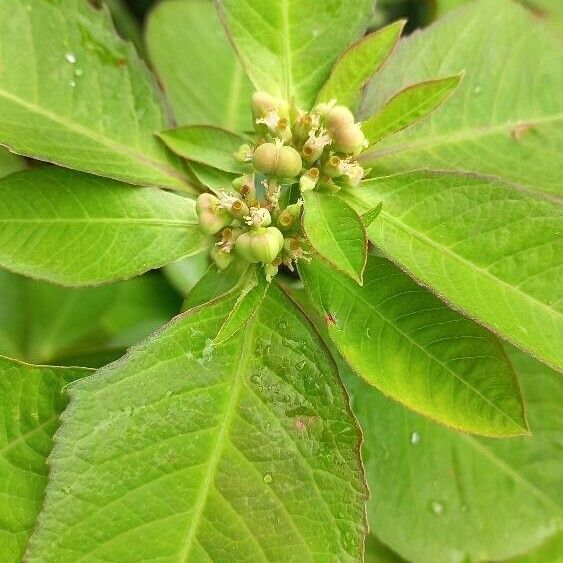 Euphorbia heterophylla Flor