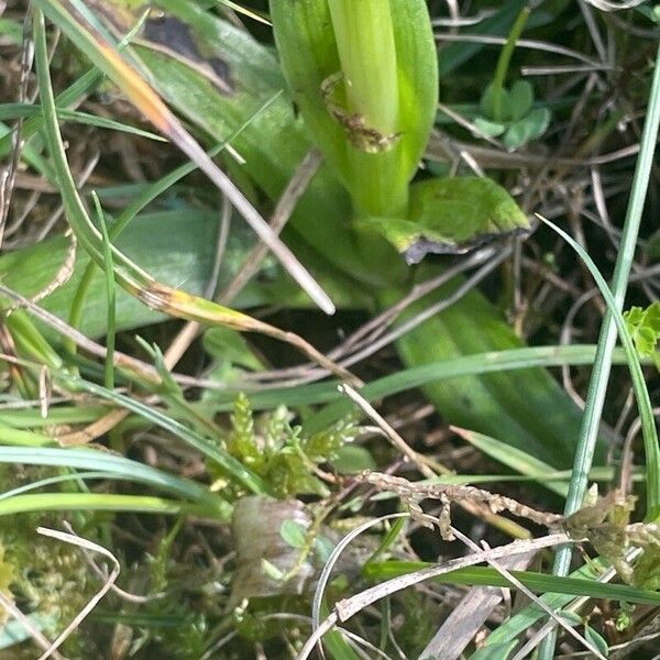 Anacamptis morio Folla