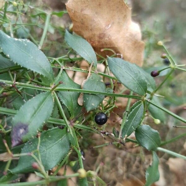 Rubia peregrina Žiedas