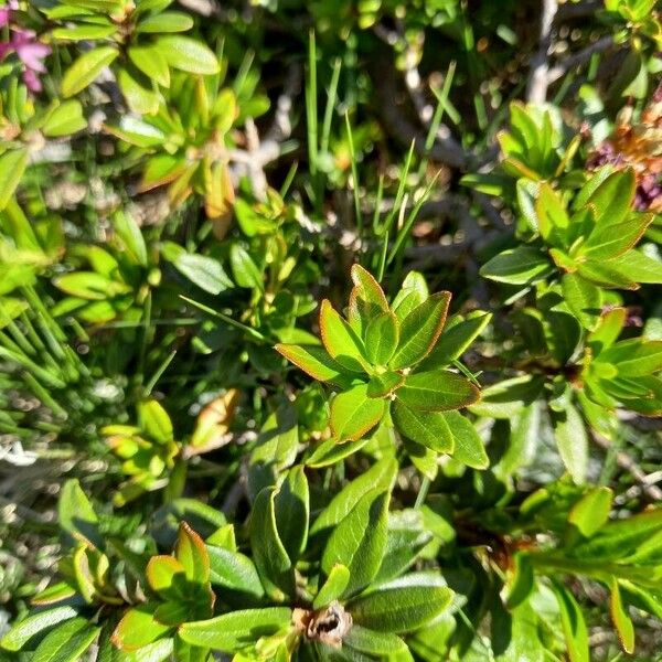 Rhododendron ferrugineum Leaf