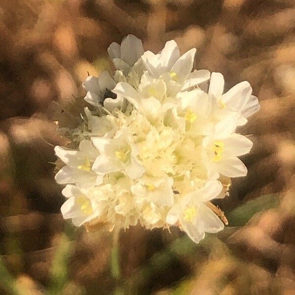 Armeria arenaria Květ