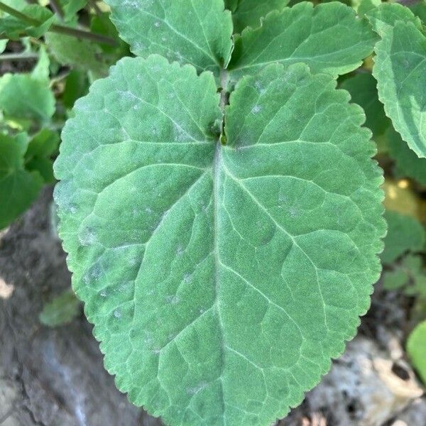 Orychophragmus violaceus Leaf