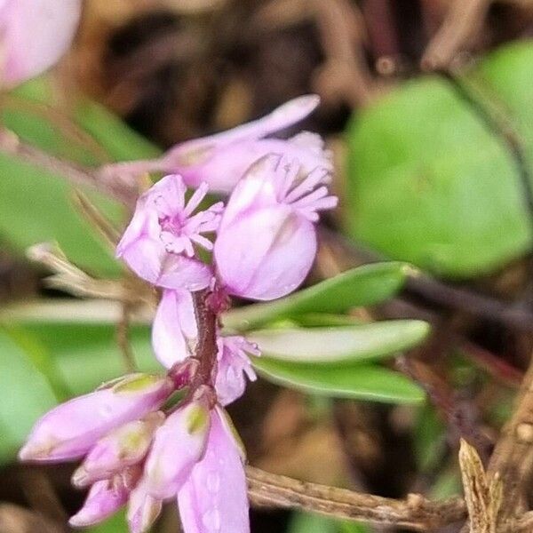 Polygala serpyllifolia Kwiat