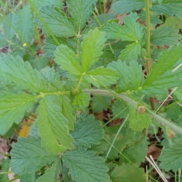 Agrimonia eupatoria पत्ता