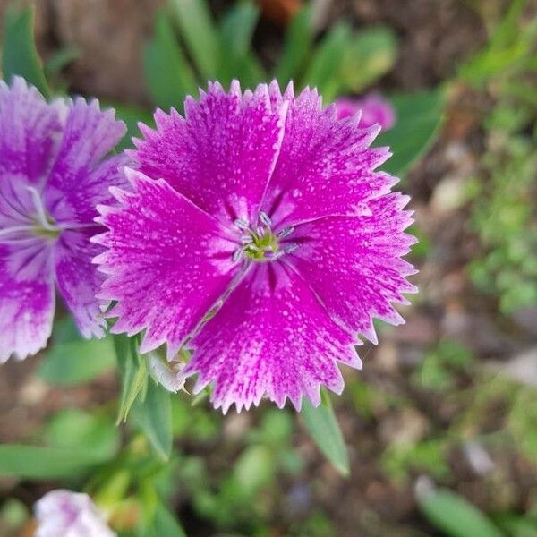 Dianthus barbatus Kvet