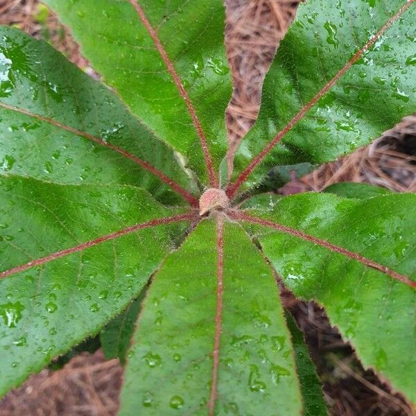 Arbutus canariensis Feuille