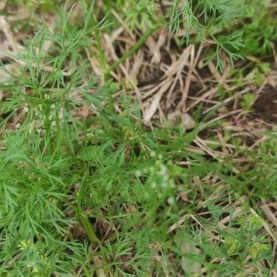 Cyclospermum leptophyllum Leaf