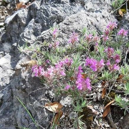 Thymus dolomiticus फूल