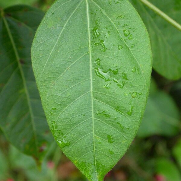 Jatropha integerrima Leaf