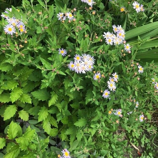 Aster ageratoides Leaf