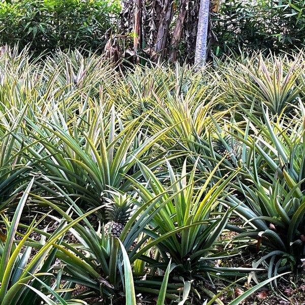 Ananas comosus Leaf