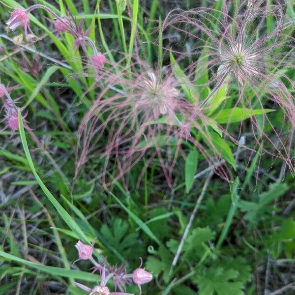 Geum triflorum Flower