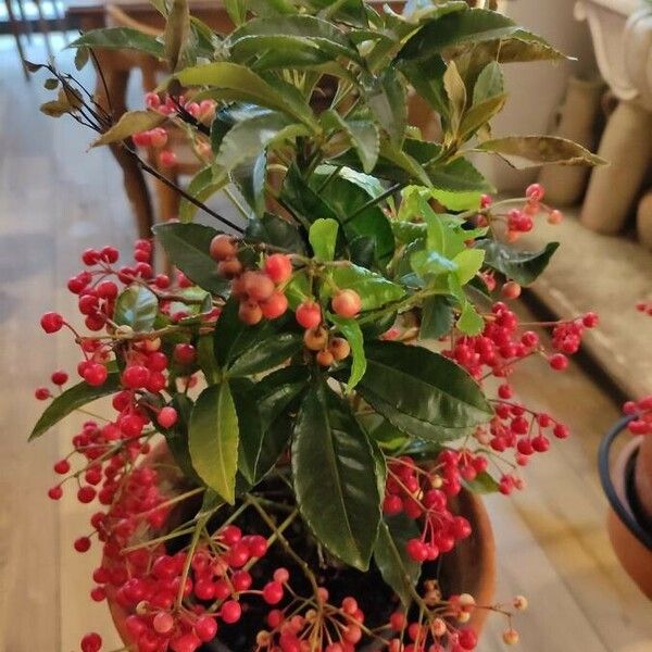 Ardisia crenata Blad