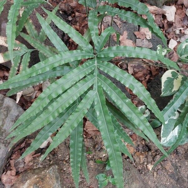 Pteris cretica Лист