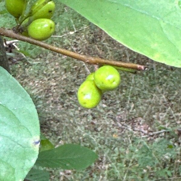 Lindera benzoin Fruchs