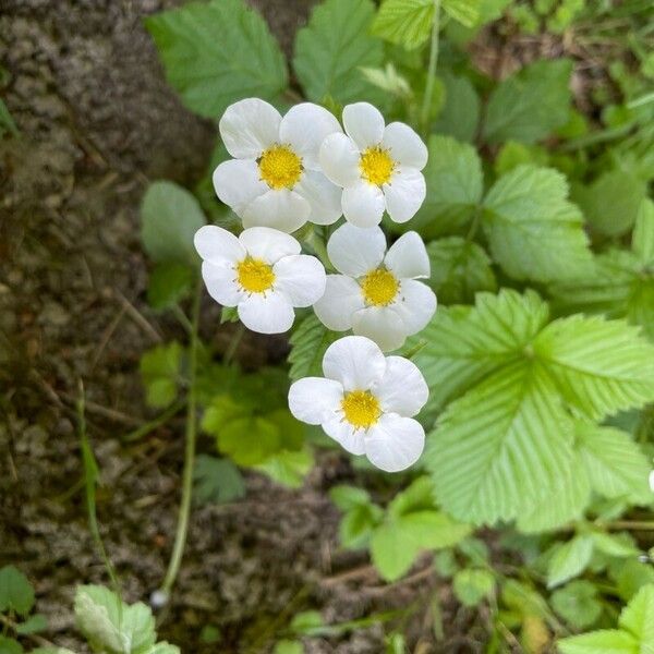 Fragaria moschata Blomst