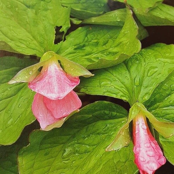 Trillium grandiflorum Květ