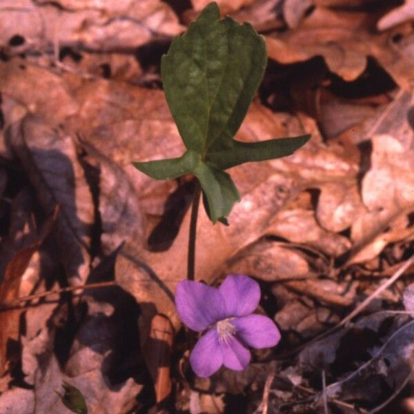 Viola pedatifida 形态