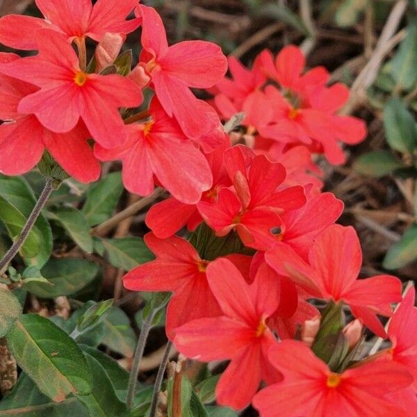 Crossandra massaica Blomma