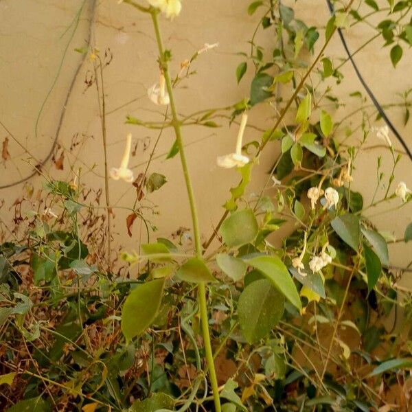 Jasminum fluminense Kukka