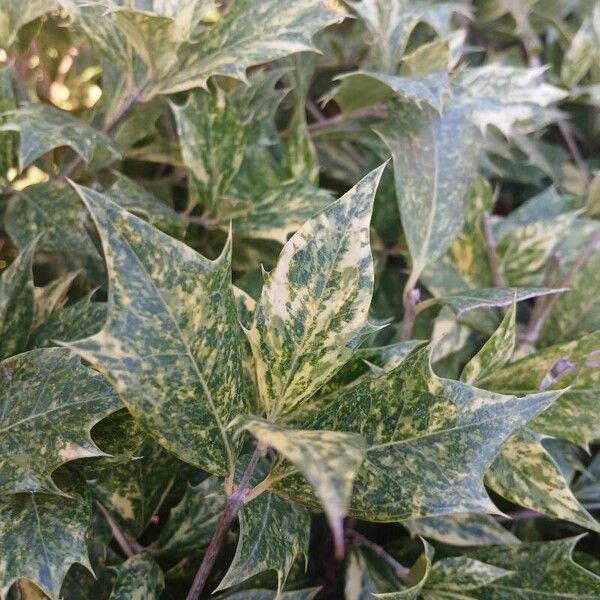 Osmanthus heterophyllus Leaf