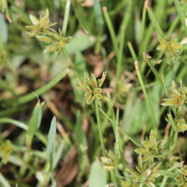 Cyperus flavescens Flor