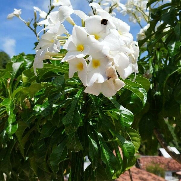 Plumeria pudica Flor