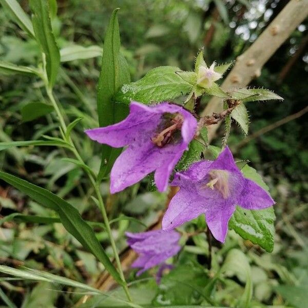 Campanula trachelium Flor