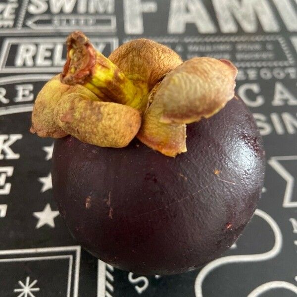 Garcinia mangostana Frucht