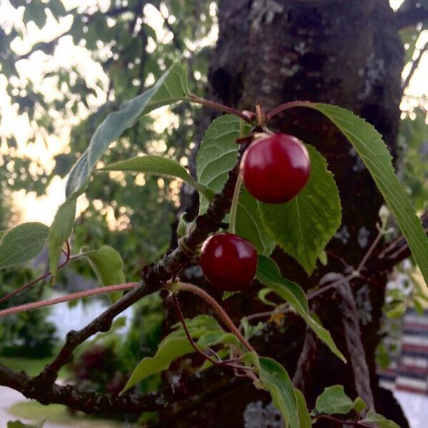 Prunus avium Fruit