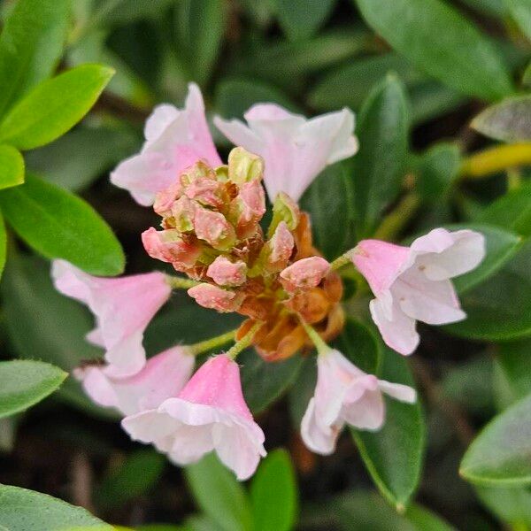 Rhododendron hirsutum Цветок