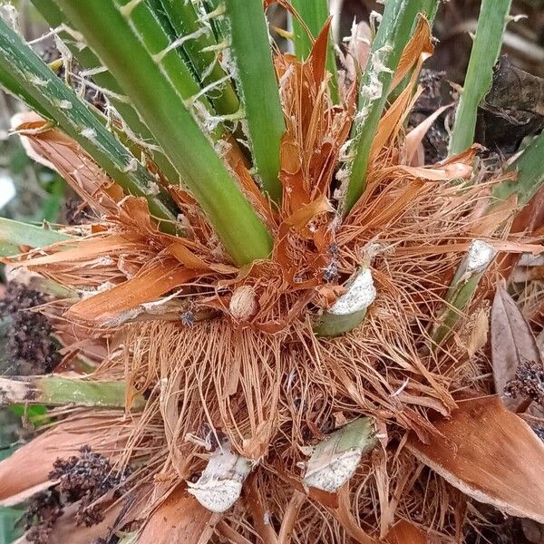 Chamaerops humilis 其他