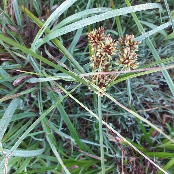 Cyperus eragrostis Flower