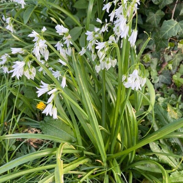 Allium triquetrum Blüte