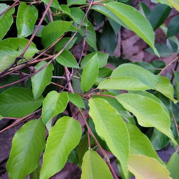 Prunus cerasus Blatt
