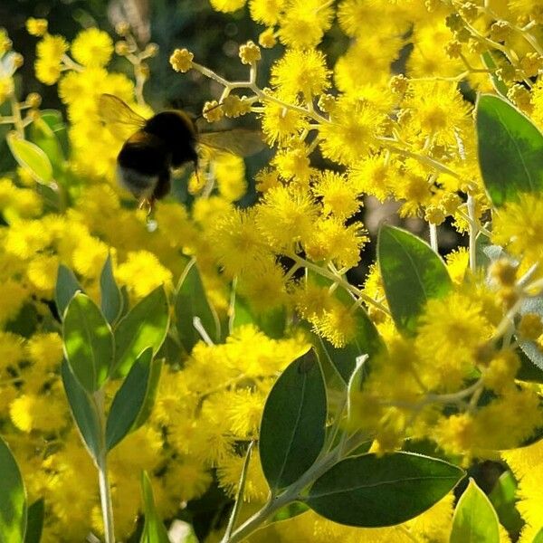 Acacia podalyriifolia Flor