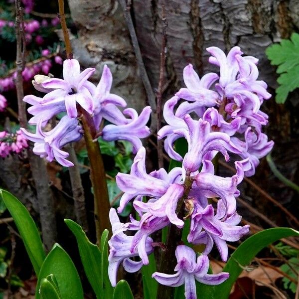 Hyacinthus orientalis Staniste