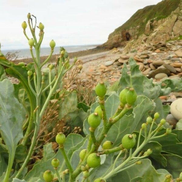 Crambe maritima Feuille