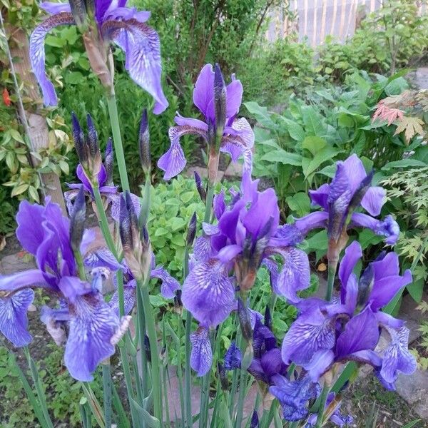 Iris sibirica പുഷ്പം