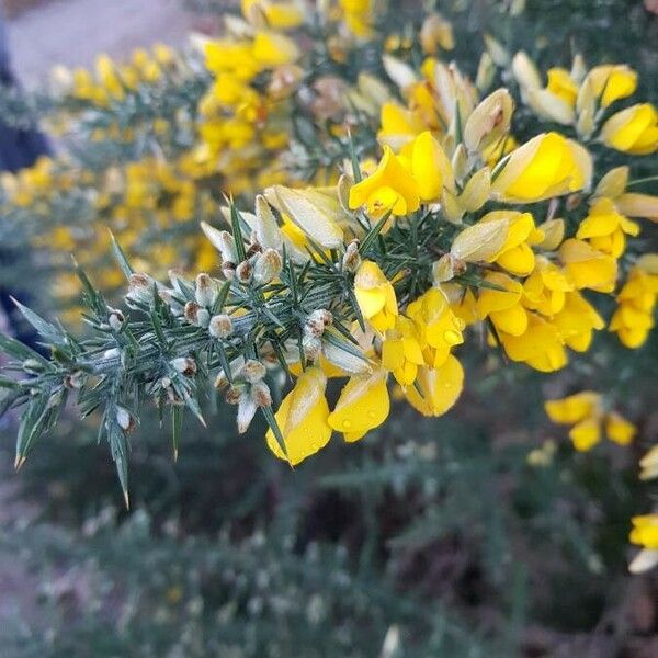 Ulex europaeus Blomst