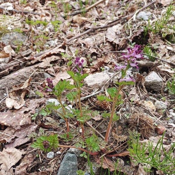 Corydalis incisa ᱵᱟᱦᱟ