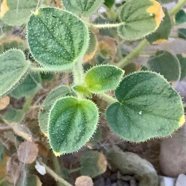 Cleome droserifolia Φύλλο