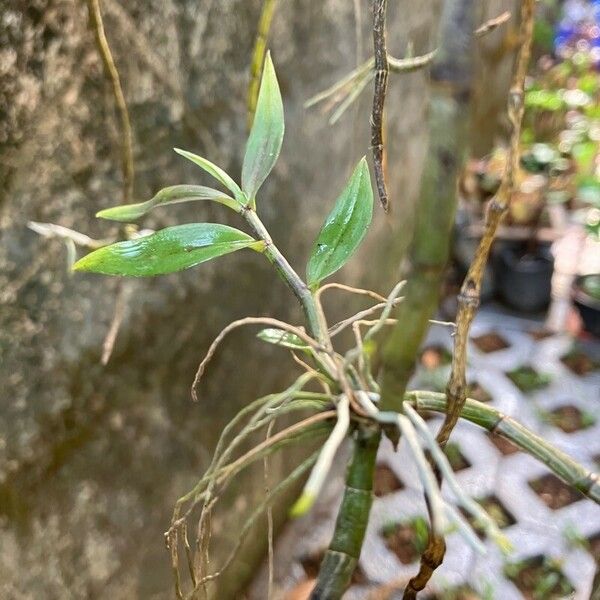 Dendrobium aphyllum Leaf