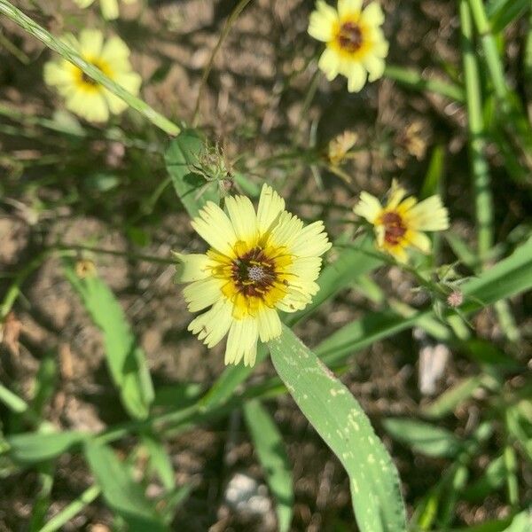 Tolpis barbata Flower