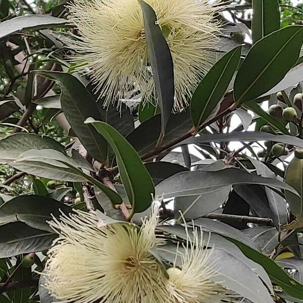 Syzygium jambos Flor