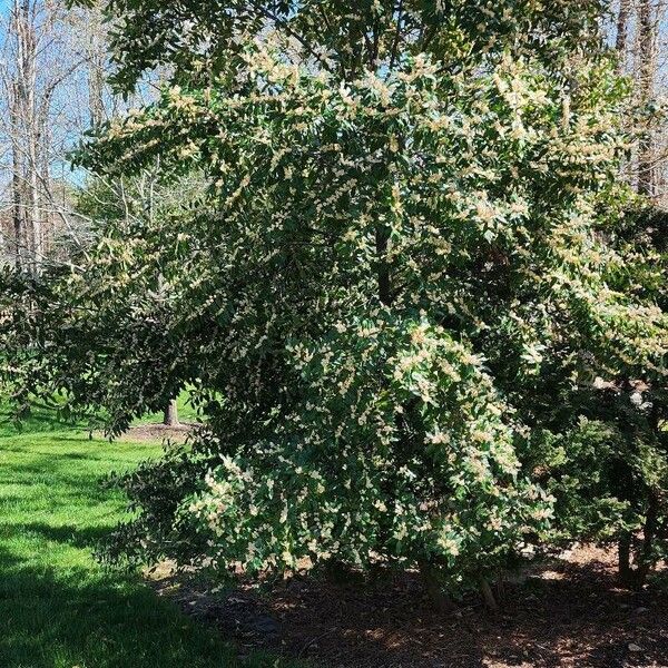 Prunus caroliniana অভ্যাস