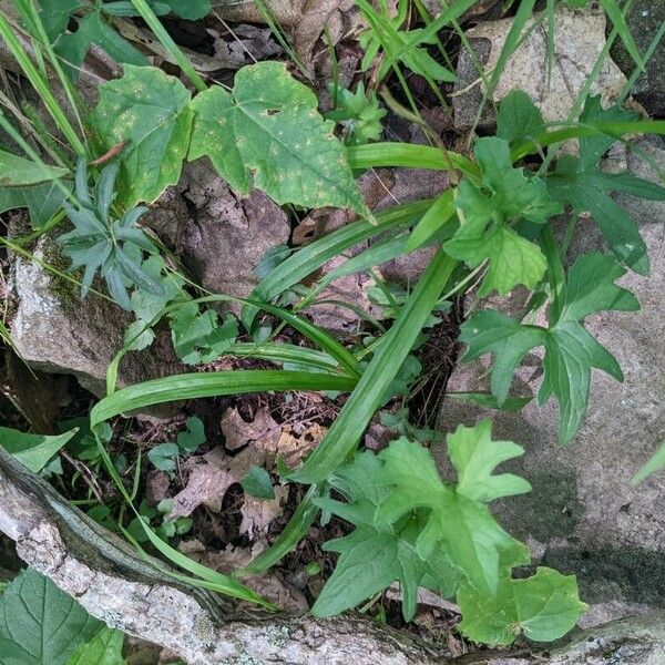 Viola palmata Leaf